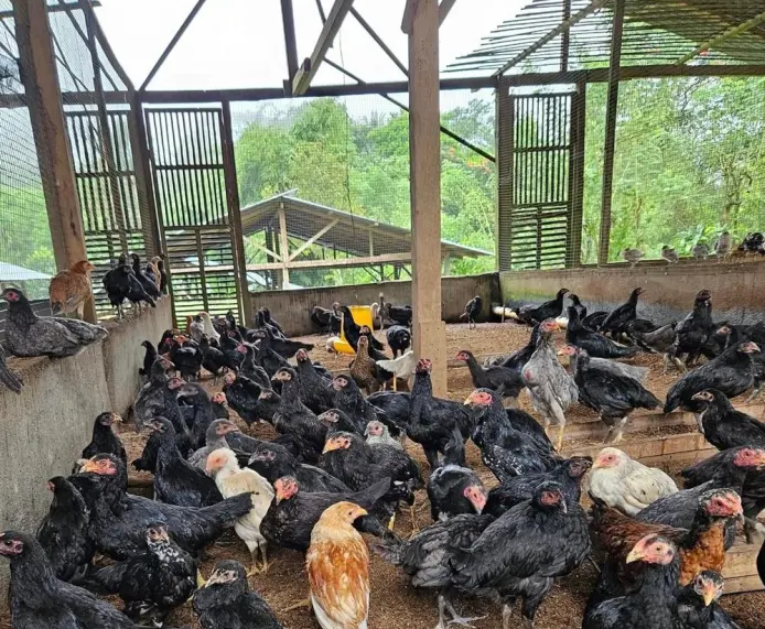 Strategi Terbaik dalam Usaha Peternakan Ayam Kampung yang Sukses