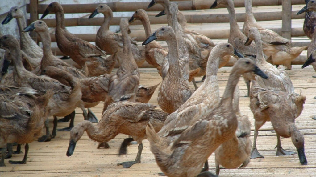 Strategi Terbaik dalam Usaha Peternakan Bebek yang Menguntungkan