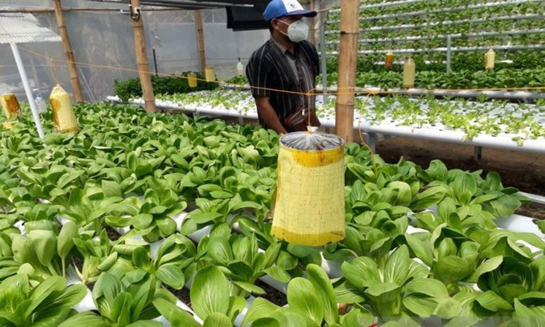 Bisnis Terbaik di Usaha Pertanian Organik untuk Pemula
